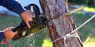 How Our Tree Care Process Works  in  Allentown, NJ