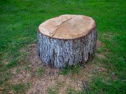 Best Commercial Tree Services  in Allentown, NJ