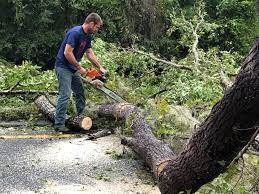 Professional Tree Removal in Allentown, NJ