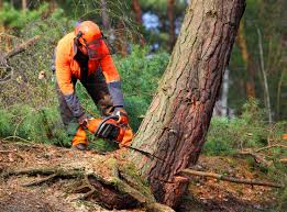 Best Storm Damage Tree Cleanup  in Allentown, NJ