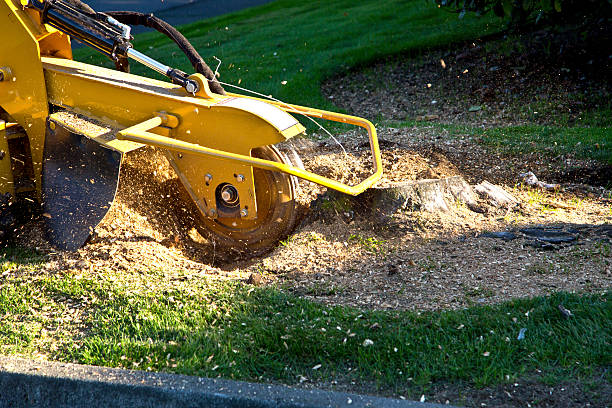 Best Hedge Trimming  in Allentown, NJ