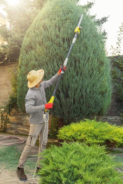 Best Tree and Shrub Care  in Allentown, NJ