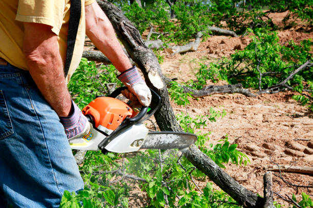Best Lawn Maintenance Plans  in Allentown, NJ